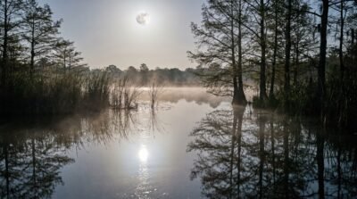 Moonlit Wetlands Wallpaper